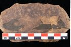 Foto (Detailansicht) von Rhytisma pythii Ettingshausen (NHMW-GEO-2024-0188-0078)